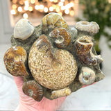 Ammonite Concretion Specimen for Grounding, Growth & Personal Development